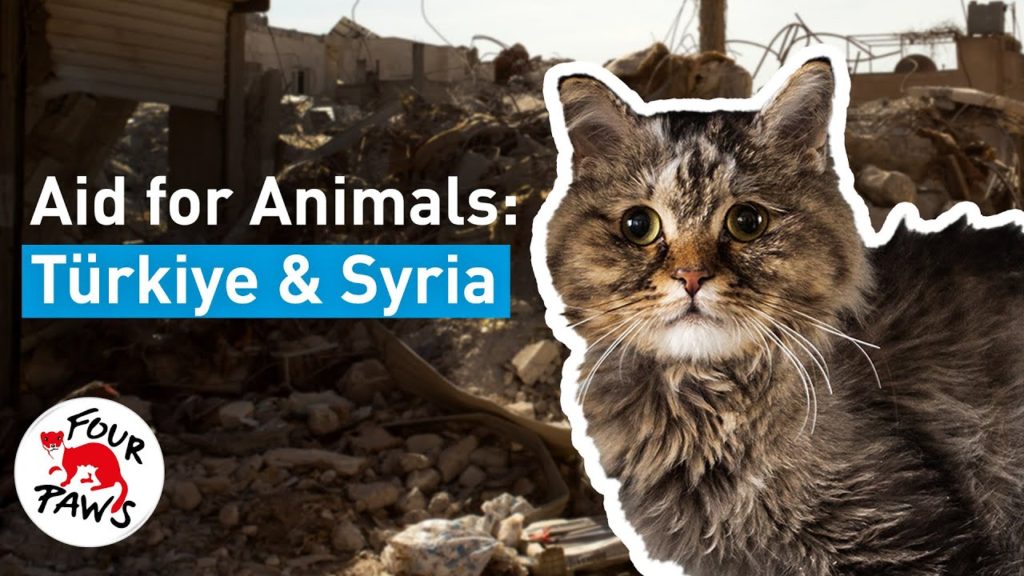 Turkiye-Syria-Help-After-the-Quake